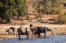  Chobe Day Trip From Victoria Falls