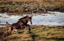  Chobe Day Trip From Victoria Falls