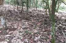 1 Day cocoa farm tour