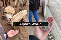 Alpaca World and Nami Island with Gangchon Rail Bike Tour