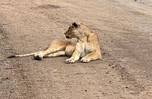 Half Day Private Tour in Nairobi National Park with Admission