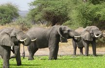 Private 5 Day Tanzania Safari Adventure Tour from Arusha