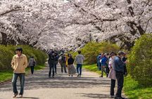 Private Hiroshima Cherry Blossom and Sakura Experience