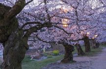 Private Hiroshima Cherry Blossom and Sakura Experience