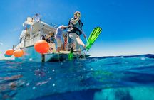 Certified Diving Experience in Cozumel