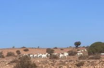 Half Day desert wild animal Park from Agadir by 4x4