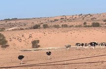Half Day desert wild animal Park from Agadir by 4x4