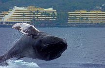  Seasonal Small-Group Humpback Whale Watching in Kona