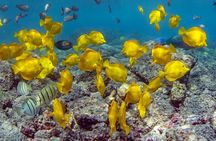 2-Hour Dolphin Watching and Double Reef with Snorkel in Hawaii