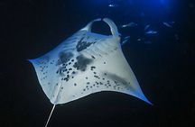 Sunset Manta Ray Tour in Kailua-Kona