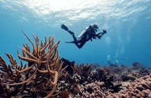 Certified Diving 2 Tanks in Cozumel