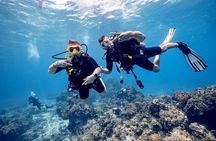 Discover Diving in the Reefs of Cozumel