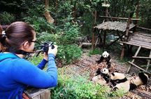 Chengdu Panda & City Tour: Your Ultimate Experience