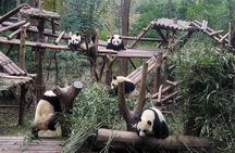 Chengdu Panda & City Tour: Your Ultimate Experience