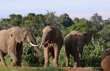 Scenic Day Trip to Aberdares National Park
