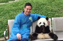 Chengdu Panda Research Base Tickets And Optional Private Tour