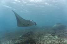 Nusa Penida Snorkeling with Manta Bay and Land Tour