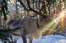 Reindeer Park & Horse Stables Safari
