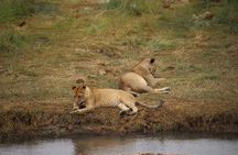 Wildlife Extravaganza: Manyara, Tarangire & Ngorongoro in 3 Days