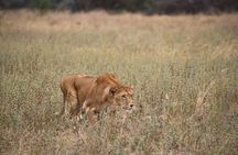 2 Days Safari in Tarangire and Ngorongoro Crater 