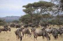 2 Days Safari in Tarangire and Ngorongoro Crater 