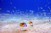 Scuba Diving in Maui with No Experience Needed