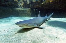 Scuba Diving in Maui with No Experience Needed