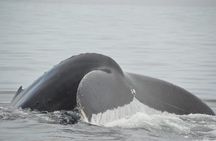 Whale watching 3 hours in Puerto Vallarta