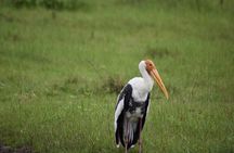 Private Jeep Safari at Minneriya National Park - Half Day Tour