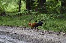 Private Jeep Safari at Minneriya National Park - Half Day Tour