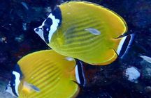 Diving in Koh Tao