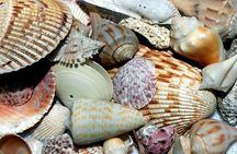 Punta Gorda/Boca Grande Beach Day Private 5hr Charter