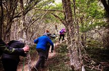 Private Patagonian Forest Hike in Punta Arenas: 8 Hour