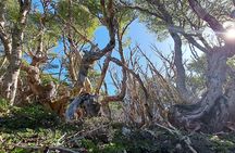 Private Patagonian Forest Hike in Punta Arenas: 8 Hour