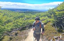 Private Full-Day Patagonian Forest Hike