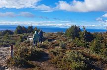 Private Half-Day Patagonian Forest Hike in Punta Arenas