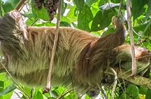 Sloth Tour in La Fortuna Private Guide