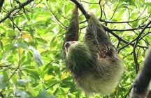 Sloth Tour in La Fortuna Private Guide