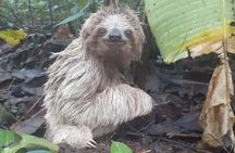 Sloth Tour in La Fortuna Private Guide