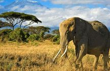 Private Big 5 Safari at Aquila Game Reserve from Cape Town