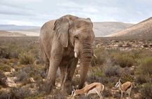 Private Big 5 Safari at Aquila Game Reserve from Cape Town