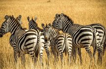 Private Big 5 Safari at Aquila Game Reserve from Cape Town