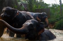 2-Hour Guided Eco-Tour & Transfer to Khaolak Elephant Sanctuary