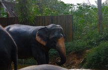 2-Hour Guided Eco-Tour & Transfer to Khaolak Elephant Sanctuary