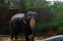 2-Hour Guided Eco-Tour & Transfer to Khaolak Elephant Sanctuary
