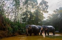2-Hour Guided Eco-Tour & Transfer to Khaolak Elephant Sanctuary