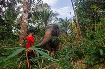 Khao Lak Elephant Sanctuary Tour with Waterfall and Lunch