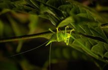 Night Walk in the Monteverde Cloud Forest. 