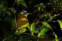 Night Walk in the Monteverde Cloud Forest. 