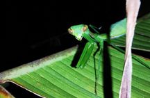 Night Walk in the Monteverde Cloud Forest. 